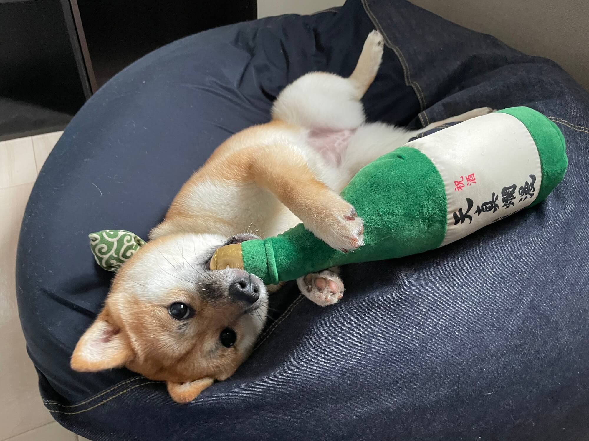 豆柴はどんな犬？まず知っておきたい基礎知識